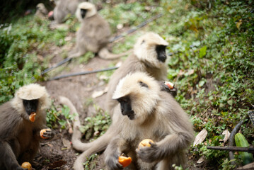 Southern Plains Langur Feeding on Fresh Fruit