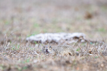 A ground squirrel lies low in a dry grassy field, blending seamlessly into its natural surroundings.