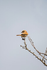 A small red-backed shrike  bird  perches atop a bare branch against a soft blue sky, evoking quiet solitude.