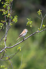Fototapeta premium A red-backed shrike bird perches on a leafy branch, framed by soft green foliage.