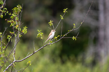 A  red-backed shrike  bird perches on a leafy branch, framed by soft green foliage.