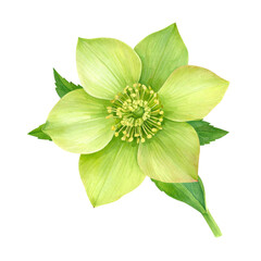 Green Hellebore Blossom