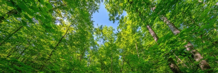 Obraz premium Lush green forest canopy, looking upward at sunlight filtering through leaves