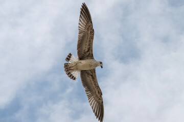A gull soars gracefully through a cloudy sky, its wings fully extended in mid-flight.