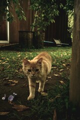 cat in the garden