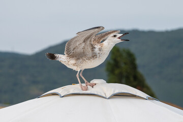 A seagull stands atop a white umbrella with wings partially spread and beak open, set against a backdrop of green hills and trees.
