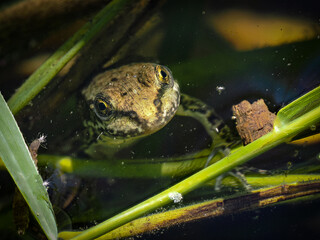sea frog, marsh frog (Pelophylax ridibundus)