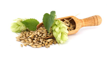 Close-up of hops, barley, and wooden scoop on white background