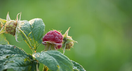 Close-Up of Ripe and Unripe Raspberries on a Plant Stem in Nature