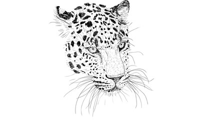 A detailed black and white ink sketch of a leopard's head with an intense gaze on a clean white background.