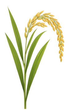Detailed Rice Plant with Grains Isolated on Transparent Background