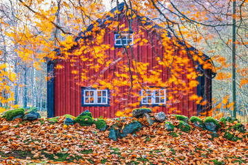 Autumn leaves on the tree branches and fallen leaves on the ground by a house