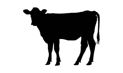 A full-body black silhouette of a young cow or calf standing in profile on a clean white background.