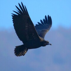Vulture in Flight, Blue Sky