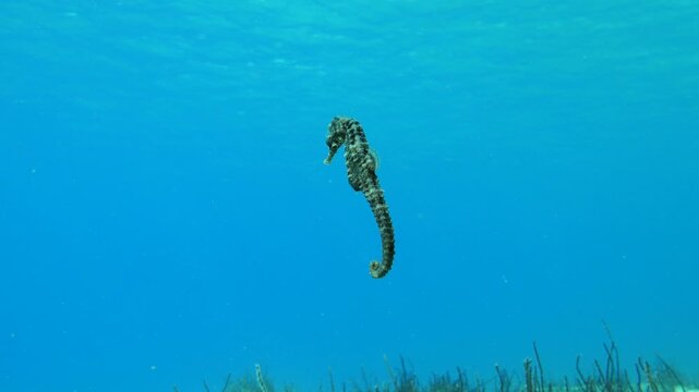Seahorse swimming in the Mediterranean Sea