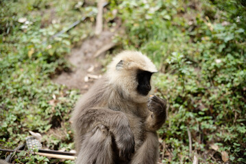 Semnopithecus dussumieri Feeding in Natural Habitat