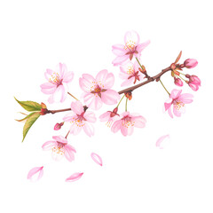 Springtime Cherry Blossoms