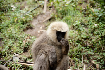 Semnopithecus dussumieri Feeding in Natural Habitat