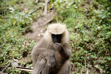 Primate Holding and Eating Fruit Outdoors