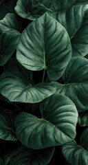 Close-up of lush, dark green leaves