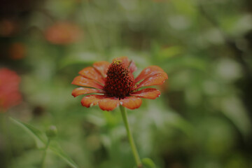 Close-up of a single, vibrant orange-brown flower with water droplets, set against a blurred background of greenery.