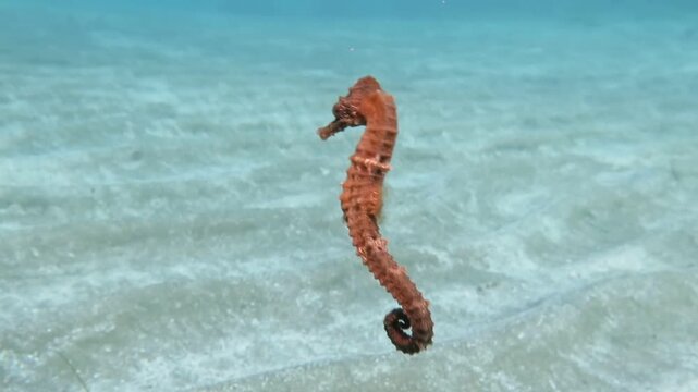 Elegant seahorse swimming gracefully