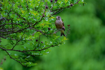 Oriental Greenfinch perched on green tree branch Kyoto Imperial Palace