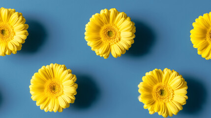 Vibrant yellow gerbera daisies arranged artistically against a deep blue background, minimalist floral concept.