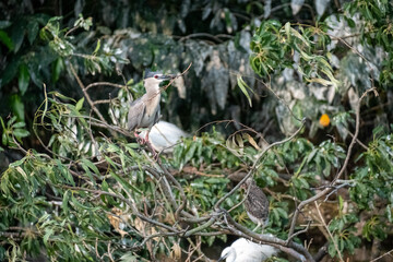 Black-crowned Night Heron building nest with branch Taipei City