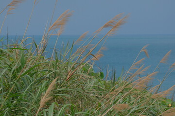 Fototapeta premium Reed Grass Overlooking the Blue Sea at Taiwan’s Northern Cape