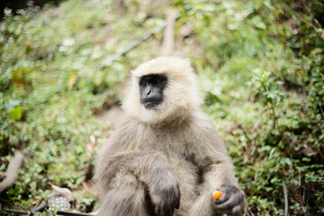 Wildlife Photography of Monkey Eating in Forest