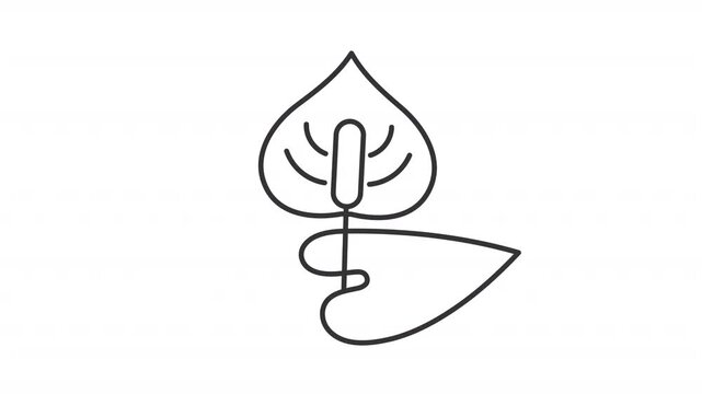 Animated anthurium line icon. Peace lily animation. Seasonal flower triggering pollen allergy. Houseplant bloom. Common allergen. Outline element on white background. HD video with alpha channel