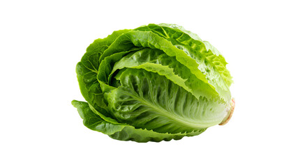Fresh Romaine Lettuce Head on a Vibrant Green Background