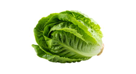 Fresh Romaine Lettuce Head on a Vibrant Green Background