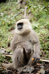 Primate Holding and Eating Fruit Outdoors