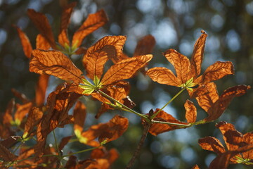 red maple leaves