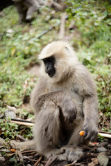 Wildlife Photography of Monkey Eating in Forest
