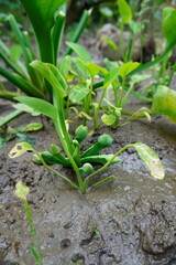 Water hyacinth plants grow well in rice fields