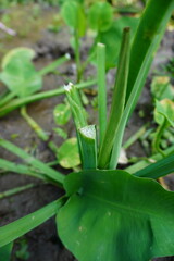 Obraz premium Water hyacinth plants grow well in rice fields