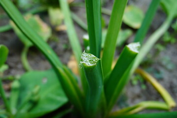 Water hyacinth plants grow well in rice fields