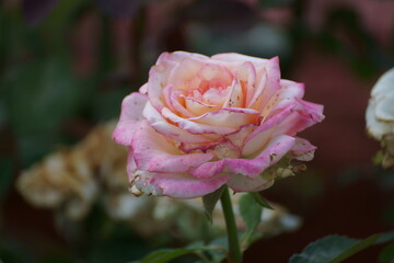 pink rose on the street