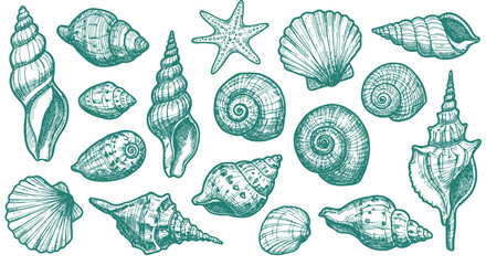 Collection of various seashells and starfish.
