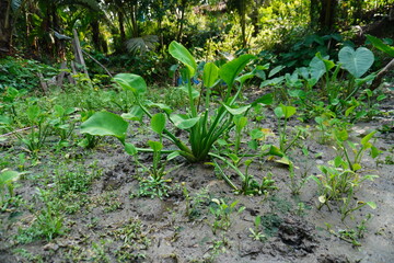 Water hyacinth plants grow well in rice fields