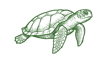 Naklejka premium Green Sea Turtle Line Drawing Illustration.
