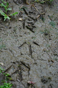 bird footprints on the ground