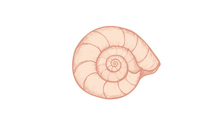 Pale pink spiral shell fossil closeup view.