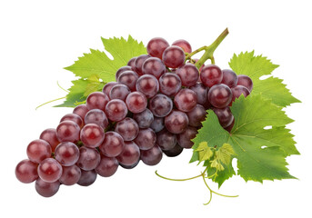 Fototapeta premium Plump purple-red grapes with powdery bloom, firm green stems, and vibrant leaves on a transparent studio background, soft lighting, macro close-up. Concept of fresh fruit