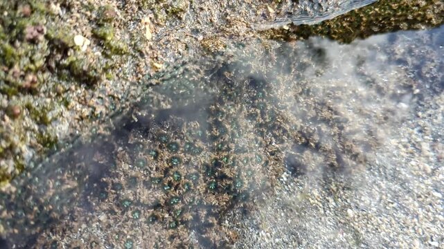 4K footage of a juvenile bluestreak cleaner wrasse searching for food in a clear tide pool with sand and coral fragments in a natural tropical coastal habitat.