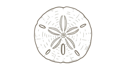 Sand Dollar Sea Life Ocean Beach Shell.