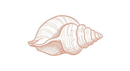Fototapeta premium Seashell spiral detailed illustration.